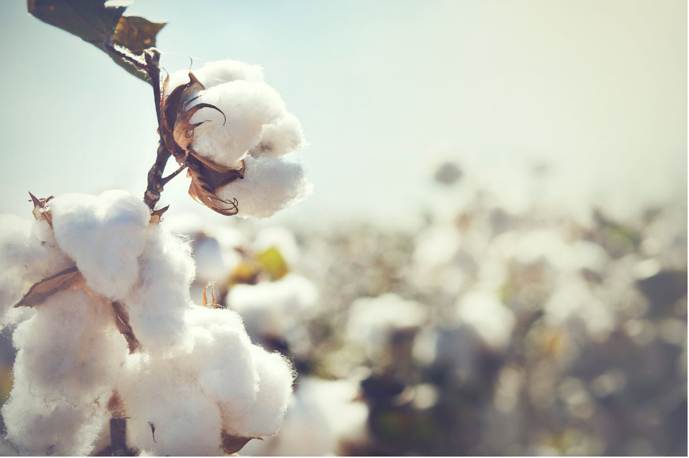 How to Identify high quality natural fibers?